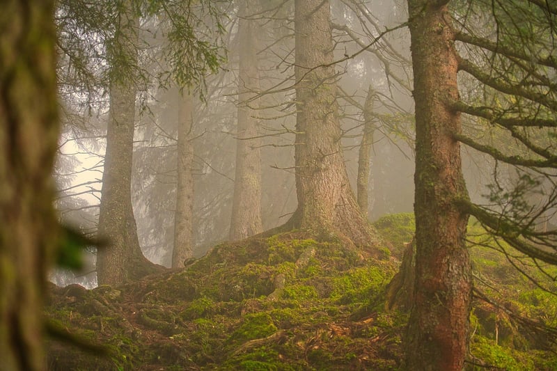 Bigfoot